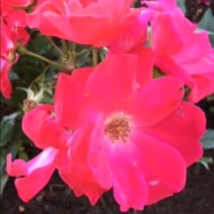 Meet your Posher, Kiashu